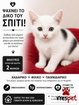 Ράτσα: Γάτα του Αιγαίου | Ηλικία: 3 μηνών | Φύλο: Θηλυκό | Αρ. Microchip: 00000000000 | Ιδιώτης | Περιοχή: Θεσσαλονίκη, Θεσσαλονίκη