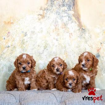 Ράτσα: Κόκερ Σπάνιελ - Cockerspaniel | Ηλικία: 2,5 μηνών | Φύλο: Θηλυκό | Αρ. Microchip: 741010954377 | Ιδιώτης | Εκπαιδευμένο | Pedigree | Περιοχή: Αττική