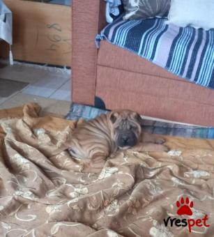 Ράτσα: Σαρ Πέι - Shar pei | Ηλικία: 3 μηνών | Φύλο: Θηλυκό | Αρ. Microchip: 688038000258115 | Pedigree | Περιοχή: Άρτα, Ήπειρος