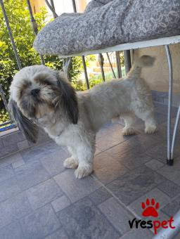 Ράτσα: Σιχ Τσού - Shih Tzu | Ηλικία: 1 έτους | Φύλο: Αρσενικό | Αρ. Microchip: 900215009694434 | Περιοχή: Βάρη Βούλα Βουλιαγμένη, Αττική
