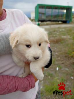 Ράτσα: Ελληνικός Ποιμενικός - Greek Shepherd | Ηλικία: 2 μηνών | Φύλο: Αρσενικό | Αρ. Microchip: 00000000000000000000000000000 | Περιοχή: Διόν Όλυμπος, Μακεδονία