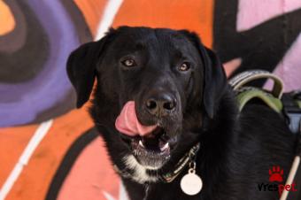 Ράτσα: Άγνωστο - Ημίαιμο | Ηλικία: 2 ετών | Φύλο: Αρσενικό | Αρ. Microchip: - | Ημίαιμο | Περιοχή: Νέα Σμύρνη, Αττική