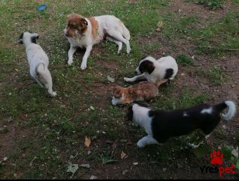 Ράτσα: Ελληνικός Ποιμενικός - Greek Shepherd | Ηλικία: 2 μηνών | Φύλο: Θηλυκό | Αρ. Microchip: 123 | Περιοχή: Πάργα, Ήπειρος