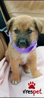 Ράτσα: Άλλη Ράτσα | Ηλικία: 2 μηνών | Φύλο: Αρσενικό | Αρ. Microchip: 0 | Περιοχή: Μινώα Πεδιάδα, Κρήτη