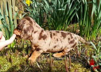 Ράτσα: Ντάτς χάουντ - Dach hound | Ηλικία: 2,5 μηνών | Φύλο: Αρσενικό | Αρ. Microchip: 995421295 | Ιδιώτης | Εκπαιδευμένο | Pedigree | Περιοχή: Αθήνα, Αττική