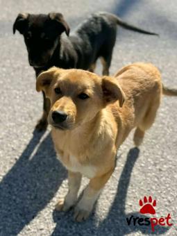 Ράτσα: Άγνωστο - Ημίαιμο | Ηλικία: 5 μηνών | Φύλο: Αρσενικό | Αρ. Microchip: - | Περιοχή: Κιλκίς, Μακεδονία