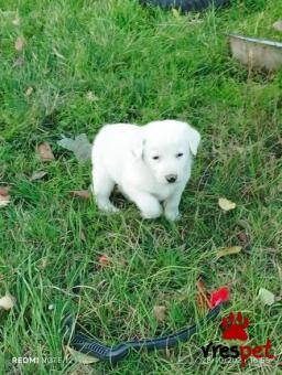 Ράτσα: Άγνωστο - Ημίαιμο | Ηλικία: 2 μηνών | Φύλο: Θηλυκό | Αρ. Microchip: 0000000000000000000000000000000000 | Περιοχή: Διόν Όλυμπος, Μακεδονία