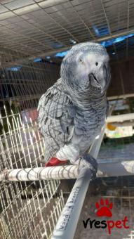 Είδος: Παπαγάλοι | Ιδιώτης | Περιοχή: Αθήνα, Αττική