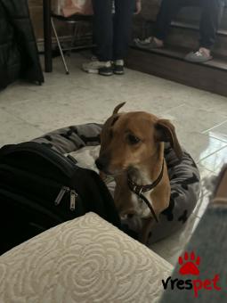 Ράτσα: Άγνωστο - Ημίαιμο | Ηλικία: 4 ετών | Φύλο: Αρσενικό | Αρ. Microchip: 900057602065706 | Χάθηκε | Περιοχή: Καλύβια Θορικού, Αττική