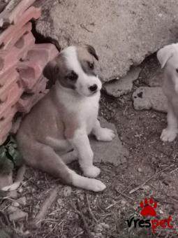 Ράτσα: Άγνωστο - Ημίαιμο | Ηλικία: 2 μηνών | Φύλο: Θηλυκό | Αρ. Microchip: 0000000 | Περιοχή: Κορδελιό Εύοσμος, Θεσσαλονίκη