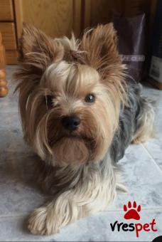 Ράτσα: Γιόρκσάϊρ τεριέ - Yorkshire Terrier | Ηλικία: 2 μηνών | Φύλο: Αρσενικό | Αρ. Microchip: 0000000000 | Ιδιώτης | Περιοχή: Ιερά Πόλη Μεσσολογγίου, Στερεά Ελλάδα