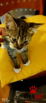 Ράτσα: Άγνωστο - Ημίαιμο | Ηλικία: 2,5 μηνών | Φύλο: Αρσενικό | Αρ. Microchip: 000000000000008 | Περιοχή: Καλύβια Θορικού, Αττική