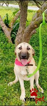 Ράτσα: Ποιμενικός Καυκάσου - Caucasian Sheepdog | Ηλικία: 6 μηνών | Φύλο: Θηλυκό | Αρ. Microchip: 9658877120326 | Περιοχή: Μινώα Πεδιάδα, Κρήτη