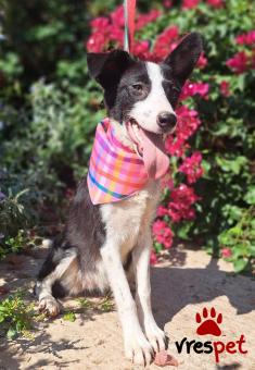 Ράτσα: Κόλι - Collie | Ηλικία: 6 μηνών | Φύλο: Θηλυκό | Αρ. Microchip: 0 | Ημίαιμο | Περιοχή: Γλυφάδα, Αττική