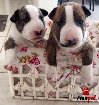 Ράτσα: Μπουλ τεριέ - Bull terrier | Ηλικία: 2,5 μηνών | Φύλο: Αρσενικό | Αρ. Microchip: 978101082354678 | Ιδιώτης | Εκπαιδευμένο | Pedigree | Περιοχή: Αθήνα, Αττική