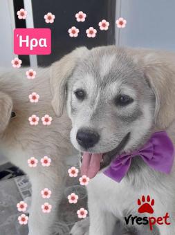 Ράτσα: Ελληνικός Ποιμενικός - Greek Shepherd | Ηλικία: 3 μηνών | Φύλο: Θηλυκό | Αρ. Microchip: 9012362545478 | Ημίαιμο | Περιοχή: Λαυρεωτική, Αττική
