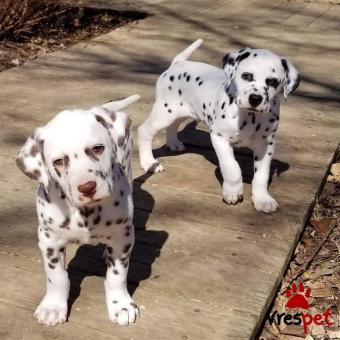 Ράτσα: Δαλματίας - Dalmatian | Ηλικία: 2 μηνών | Φύλο: Θηλυκό | Αρ. Microchip: 985113009872905 | Ιδιώτης | Εκπαιδευμένο | Pedigree | Περιοχή: Αθήνα, Αττική