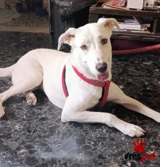 Ράτσα: Άγνωστο - Ημίαιμο | Ηλικία: 3 ετών | Φύλο: Θηλυκό | Αρ. Microchip: 945000002383369 | Περιοχή: Αιγάλεω, Αττική