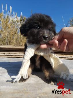 Ράτσα: Ποιμενικός Καυκάσου - Caucasian Sheepdog | Ηλικία: 3 μηνών | Φύλο: Αρσενικό | Αρ. Microchip: 9002000000987876565 | Περιοχή: Λαυρεωτική, Αττική