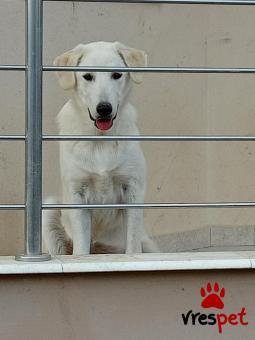 Ράτσα: Λαμπραντόρ - Labrador | Ηλικία: 8 μηνών | Φύλο: Αρσενικό | Αρ. Microchip: - | Ημίαιμο | Περιοχή: Θεσσαλονίκη, Θεσσαλονίκη