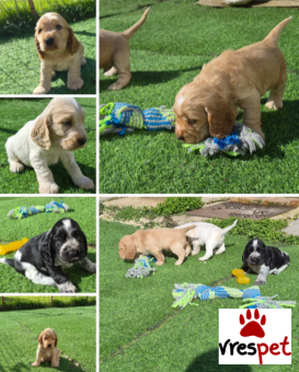 Ράτσα: Κόκερ Σπάνιελ - Cockerspaniel | Ηλικία: 2 μηνών | Φύλο: Θηλυκό | Αρ. Microchip: 433465656332 | Ιδιώτης | Εκπαιδευμένο | Pedigree | Περιοχή: Αθήνα, Αττική