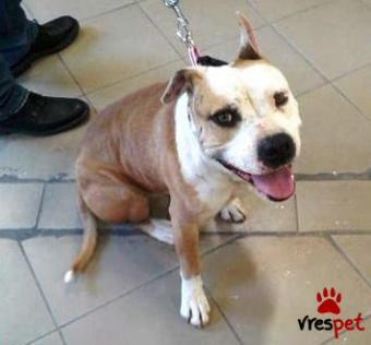 Ράτσα: Πίτ μπούλ - pitbull | Ηλικία: 2 ετών | Φύλο: Αρσενικό | Αρ. Microchip: 902134213566781 | Περιοχή: Χαϊδάρι, Αττική