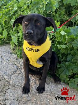 Ράτσα: Πίτ μπούλ - pitbull | Ηλικία: 1 έτους | Φύλο: Θηλυκό | Αρ. Microchip: 0 | Ημίαιμο | Περιοχή: Γλυφάδα, Αττική