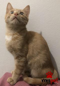 Ράτσα: Άγνωστο - Ημίαιμο | Ηλικία: 3 μηνών | Φύλο: Αρσενικό | Αρ. Microchip: 000000000000000 | Περιοχή: Αττική