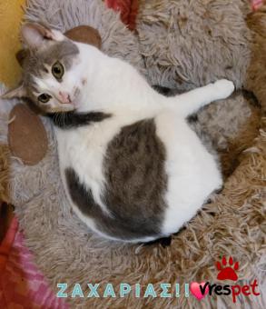 Ράτσα: Άγνωστο - Ημίαιμο | Ηλικία: 2 ετών | Φύλο: Αρσενικό | Αρ. Microchip: 000000000000000000000 | Ημίαιμο | Περιοχή: Χαϊδάρι, Αττική