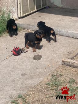 Ράτσα: Ροτβάϊλερ - Rottweiler | Ηλικία: 3 μηνών | Φύλο: Θηλυκό | Αρ. Microchip: 985113005034721 | Ιδιώτης | Εκπαιδευμένο | Pedigree | Περιοχή: Αθήνα, Αττική