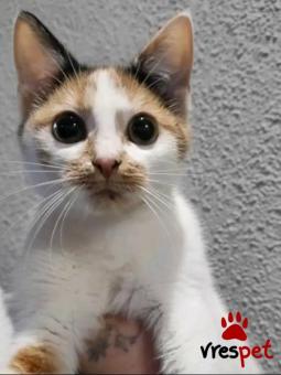 Ράτσα: Άγνωστο - Ημίαιμο | Ηλικία: 4 μηνών | Φύλο: Θηλυκό | Αρ. Microchip: - | Περιοχή: Κιλκίς, Μακεδονία