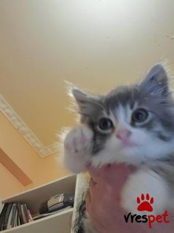 Ράτσα: Άγνωστο - Ημίαιμο | Ηλικία: 2 μηνών | Φύλο: Θηλυκό | Αρ. Microchip: 000000000000000000000 | Ημίαιμο | Περιοχή: Χαϊδάρι, Αττική