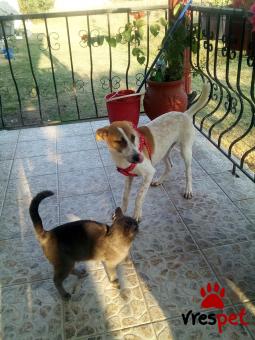Ράτσα: Κόλι - Collie | Ηλικία: 7 μηνών | Φύλο: Θηλυκό | Αρ. Microchip: - | Ημίαιμο | Περιοχή: Αλεξάνδρεια, Μακεδονία