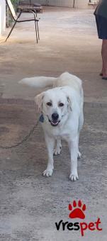 Ράτσα: Ελληνικός Ποιμενικός - Greek Shepherd | Ηλικία: 4 ετών | Φύλο: Θηλυκό | Αρ. Microchip: 981020004727584 | Ημίαιμο | Περιοχή: Ηγουμενίτσα, Ήπειρος