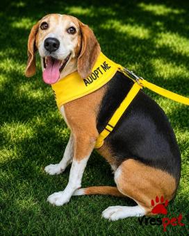 Ράτσα: Μπίγκλ - Beagle | Ηλικία: 5+ | Φύλο: Θηλυκό | Αρ. Microchip: 0 | Ημίαιμο | Περιοχή: Γλυφάδα, Αττική