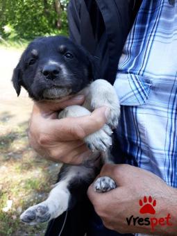 Ράτσα: Γκόλντεν Ριτρίβερ - Golden Retriever | Ηλικία: 2 μηνών | Φύλο: Θηλυκό | Αρ. Microchip: 445789100000225 | Χάθηκε | Περιοχή: Αγιά, Θεσσαλία
