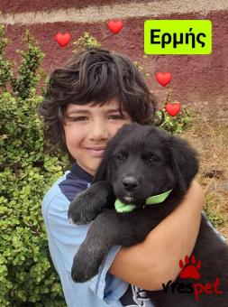 Ράτσα: Λαμπραντόρ - Labrador | Ηλικία: 3 μηνών | Φύλο: Αρσενικό | Αρ. Microchip: 9012362545478 | Ημίαιμο | Περιοχή: Λαυρεωτική, Αττική