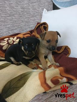 Ράτσα: Τσιχουάουα - Chihuahua | Ηλικία: 2 μηνών | Φύλο: Αρσενικό | Αρ. Microchip: 0007654443 | Ιδιώτης | Περιοχή: Βέροια, Μακεδονία