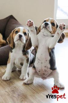 Ράτσα: Μπίγκλ - Beagle | Ηλικία: 2,5 μηνών | Φύλο: Θηλυκό | Αρ. Microchip: 985113009845650 | Ιδιώτης | Εκπαιδευμένο | Pedigree | Περιοχή: Αθήνα, Αττική