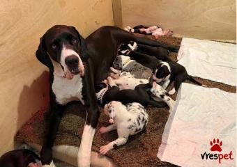 Ράτσα: Μεγάλος Δανίας - Great Dane | Ηλικία: 3 μηνών | Φύλο: Θηλυκό | Αρ. Microchip: 9737865690226 | Ιδιώτης | Εκπαιδευμένο | Pedigree | Περιοχή: Αττική