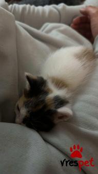 Ράτσα: Άγνωστο - Ημίαιμο | Ηλικία: 2 μηνών | Φύλο: Θηλυκό | Αρ. Microchip: - | Περιοχή: Νέα Σμύρνη, Αττική