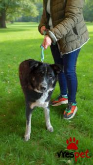 Ράτσα: Άλλη Ράτσα | Ηλικία: 8 μηνών | Φύλο: Θηλυκό | Αρ. Microchip: 9012362545478 | Ημίαιμο | Περιοχή: Λαυρεωτική, Αττική