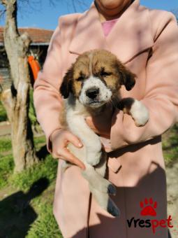 Ράτσα: Άγνωστο - Ημίαιμο | Ηλικία: 2,5 μηνών | Φύλο: Αρσενικό | Αρ. Microchip: - | Περιοχή: Αλεξάνδρεια, Μακεδονία