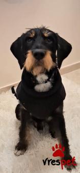 Ράτσα: Άλλη Ράτσα | Ηλικία: 1 έτους | Φύλο: Αρσενικό | Αρ. Microchip: 0 | Ημίαιμο | Περιοχή: Γλυφάδα, Αττική