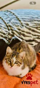 Ράτσα: Άγνωστο - Ημίαιμο | Ηλικία: 5 μηνών | Φύλο: Θηλυκό | Αρ. Microchip: 900182002099628 | Περιοχή: Νίκαια Άγιος Ιωάννης Ρέντης, Αττική