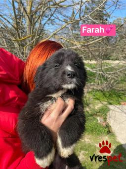 Ράτσα: Άγνωστο - Ημίαιμο | Ηλικία: 2,5 μηνών | Φύλο: Θηλυκό | Αρ. Microchip: 00000000000000 | Περιοχή: Θερμαϊκός, Θεσσαλονίκη