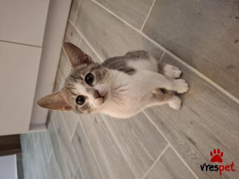 Ράτσα: Άγνωστο - Ημίαιμο | Ηλικία: 2,5 μηνών | Φύλο: Θηλυκό | Αρ. Microchip: - | Περιοχή: Ηράκλειο, Αττική