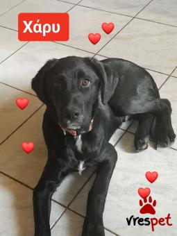 Ράτσα: Σέτερ Λάβερακ - Setter laverack | Ηλικία: 6 μηνών | Φύλο: Αρσενικό | Αρ. Microchip: 9400034569584 | Ημίαιμο | Περιοχή: Λαυρεωτική, Αττική