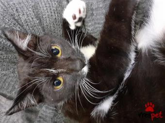 Ράτσα: Άγνωστο - Ημίαιμο | Ηλικία: 5 μηνών | Φύλο: Αρσενικό | Αρ. Microchip: 9876553310987655322 | Ιδιώτης | Περιοχή: Αττική