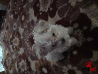 Ράτσα: Μαλτέζ - Maltese | Ηλικία: 2 μηνών | Φύλο: Θηλυκό | Αρ. Microchip: 990000012372799 | Έμπορος | Περιοχή: Αττική